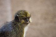 Talapoin II - Bioparc Valencia (2787418966).jpg