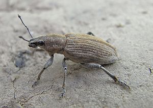 Real extinct weevil on dirt road