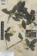 Taonabo punctata Aubl.  = Ternstroemia punctata (Aubl.) Sw. BM000041974.jpg