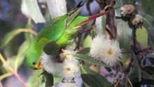 Soubor: Tasmánský pohotový papoušek nastavený tak, aby sledoval dodo.webm