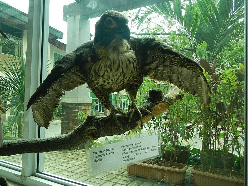 File:Taxidermied Peregrine Falcon - Falco peregrinus ...