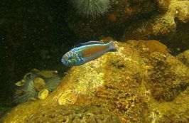 Thalassoma noronhanum