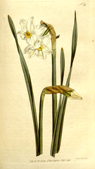 "[ 197 ] Narcissus Biflorus. Two-Flower'd Narcissus."