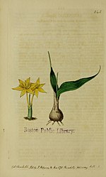 Thumbnail for File:The Botanical register consisting of coloured figures of (1815) (14586575009).jpg