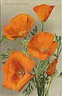 Eschscholzia californica California Poppy