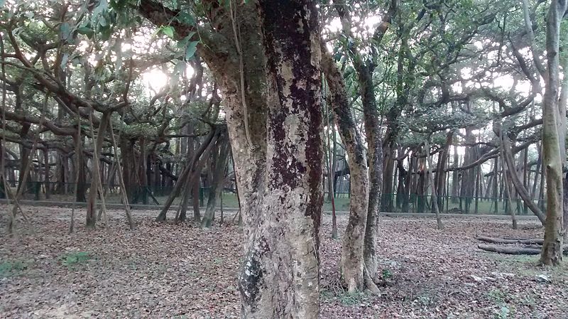 File:The Great Banyan tree.jpg