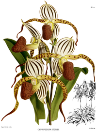 plate 8 Cypripedium stonei Paphiopedilum stonei