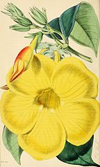 1869 - Allamanda cathartica[20]