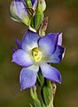 Thelymitra grandiflora