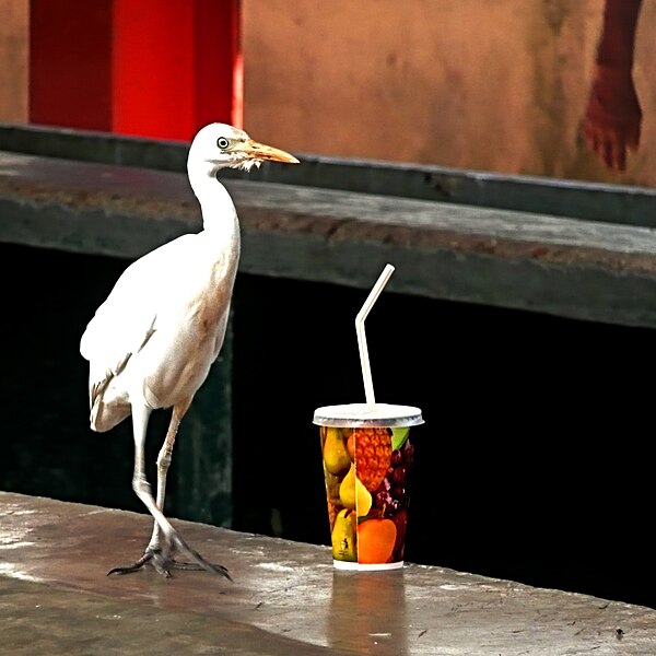 File:Thirsty Bird.jpg