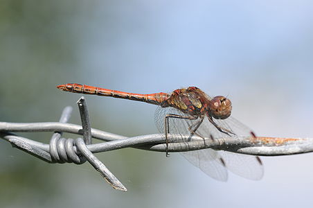 Sympetrum striolatum