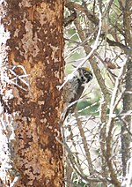 Thumbnail for File:Three-toed woodpecker (21961424202).jpg