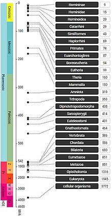 Results from a timeline search in TimeTree for humans (Homo sapiens) TimeTree Timeline.jpg