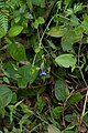 Torenia concolor