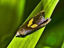 Tortricidae - Dichrorampha vancouverana.JPG