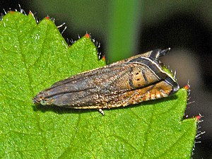 Tortricidae - Grapholita gemmiferana.JPG