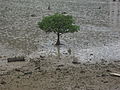 wmat:Datei:Tree at Tai O shore.JPG