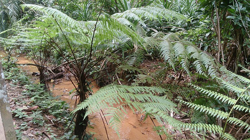 File:Tree fern (Cyathea latebrosa).jpg