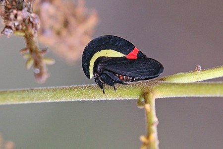 Treehopper (Membracis bucktoni).jpg