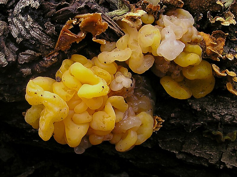 File:Tremella aurantia 040201A color balanced.jpg