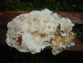 <i>Carcinomyces polyporinus</i> Species of fungus