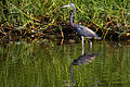 Uch rangli Bo'ron - Garza Pechiblanca (Egretta tricolor ruficollis) (10276650745) .jpg