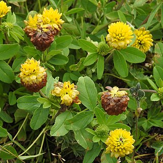 <i>Trifolium badium</i> Species of plant in the family Fabaceae