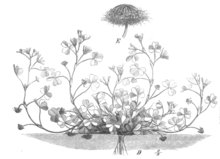 Trifolium souterrain Taub113c.png