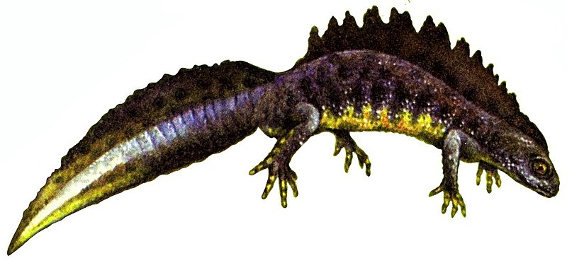 File:Triturus cristatus (white background).jpg