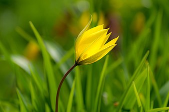 Tulipe des bois, Tulipa sylvestris