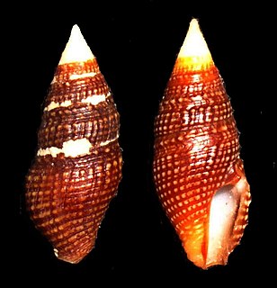 <i>Turridrupa</i> Genus of gastropods