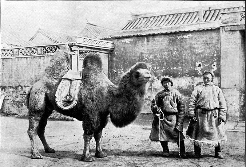 File:Typical mongorian camel.jpg