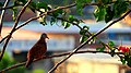 Un ave descansa sobre las ramas de un árbol (Guarenas, Edo Miranda).jpg