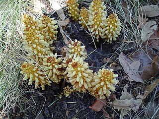 <i>Conopholis alpina</i> species of plant