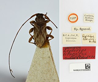<i>Urgleptes literatus</i> Species of beetle