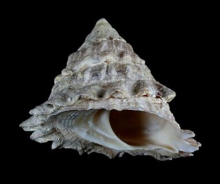 <i>Uvanilla babelis</i> species of mollusc