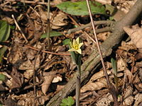 Uvularia sessilifolia 001.JPG