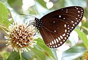 Euploea sylvester(Danaini)