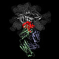 VRC01 Antibody Bound to HIV (5326682477).jpg