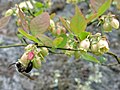 Hình thu nhỏ cho Vaccinium pallidum