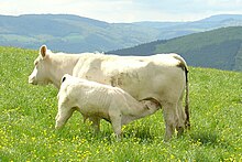 Charolais ku og kalven hennes