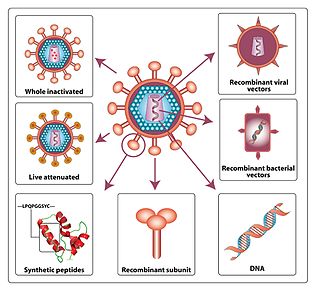 <span class="mw-page-title-main">HIV vaccine development</span> In-progress vaccinations that may prevent or treat HIV infections