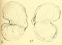 Vasconiella jeffreysiana