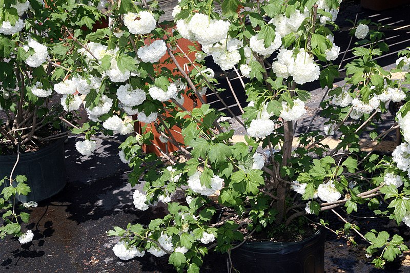 File:Viburnum opulus Roseum 7zz.jpg