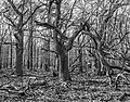 Vierhouterbos (Staatsbosbeheer). Natuurbos bij Vierhouten. (beschadigde boom).