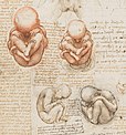 Immagini di un feto in utero