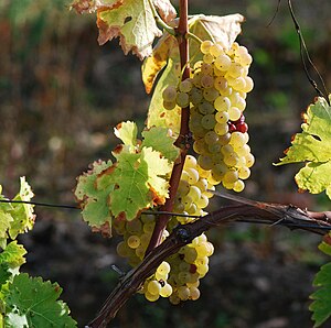 Raisin: Raisins de diverses espèces, Consommation, Composition et valeur nutritive