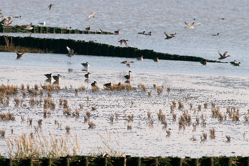 File:Vollerwiek am watt 11.11.2012 13-28-58.jpg