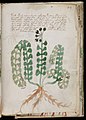 Voynich Manuscript (169).jpg