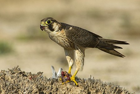 Falco pelegrinoides